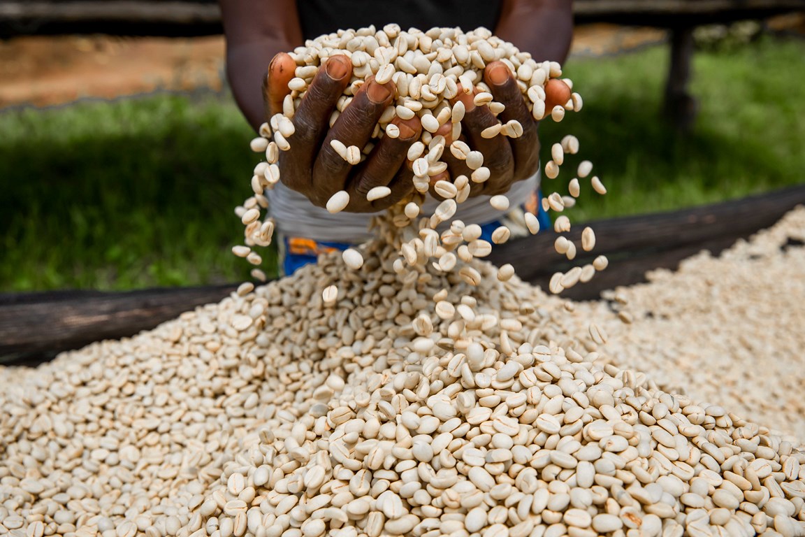 Highest Quality Coffee in Rwanda